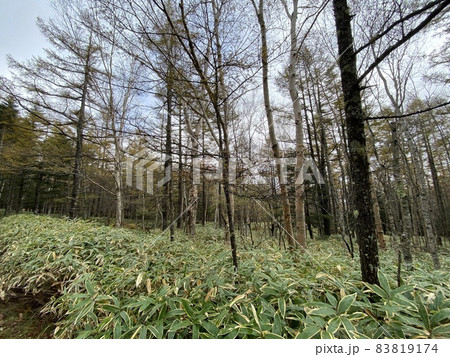 八ヶ岳にある別荘用の土地 83819174