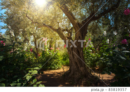 Olive trees in Gethsemane garden, Jerusalem 83819357