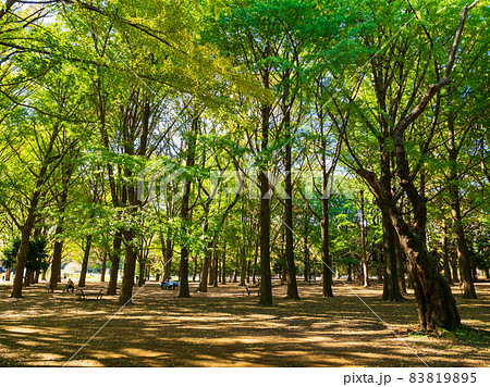 代々木公園 秋景色 代々木公園 秋景色 83819895