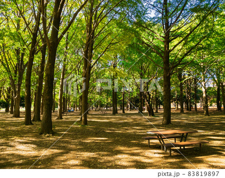 代々木公園　秋景色 83819897