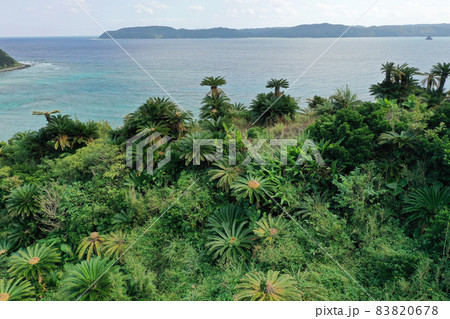 奄美の龍郷町の今井崎のソテツ群生地 83820678