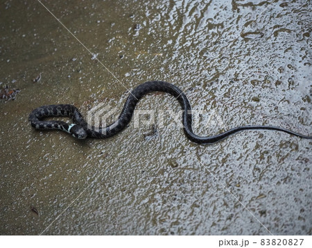 毒蛇「ヤマカガシ」の幼蛇 83820827