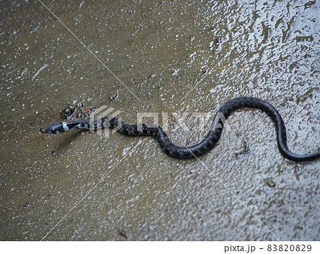 毒蛇「ヤマカガシ」の幼蛇 83820829