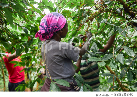 African worker is gathering coffee beans on plantation in bushy wood 83820840