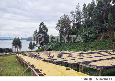 African employers are working with coffee beans production at washing center 83820844