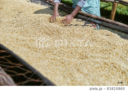 African female worker is mixing coffee beans on drying tabels at washing station African female worker is mixing coffee beans on drying tabels at washing station 83820860