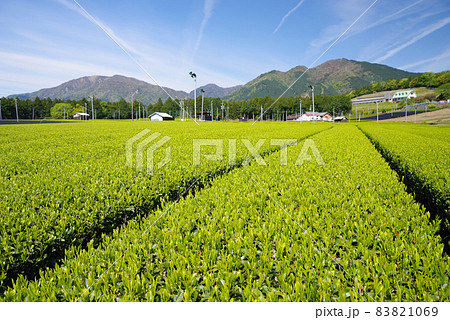 新茶畑【伊勢茶・三重県・水沢地区】 83821069