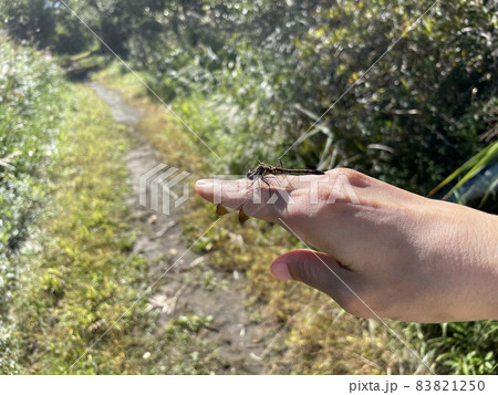 指の上に止まったトンボ 指の上に止まったトンボ 83821250
