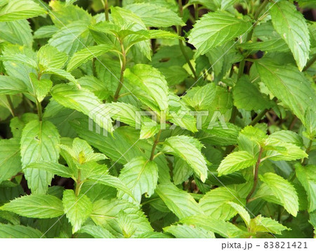 スイスリコラミント 83821421