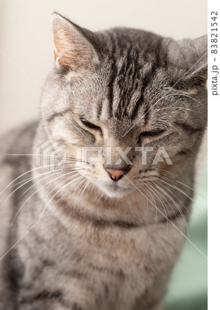 眠そうな顔 サバトラ猫 眠そうな顔 サバトラ猫 83821542
