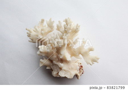 サンゴの死骸破片 サンゴの死骸破片 83821799