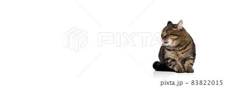 Studio shot of beautiful cute pet, purebred cat posing isolated on white background. Animal life concept Studio shot of beautiful cute pet, purebred cat posing isolated on white background. Animal life concept 83822015