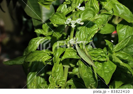 バジルを食べるおんぶバッタ 83822410