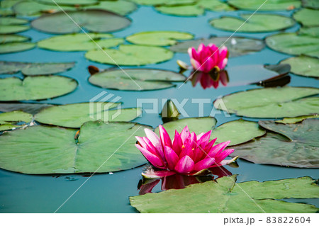 Pink lotuses in clear water. Beautiful water lilies in the pond. Pink lotuses in clear water. Beautiful water lilies in the pond. 83822604