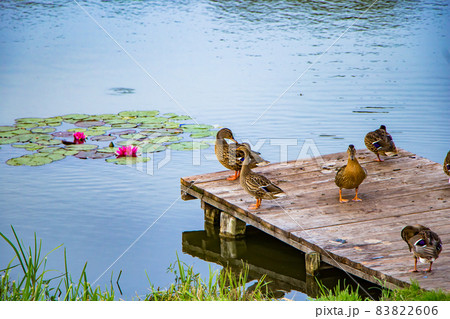 Wild gray ducks stand on a wooden pier in the lake. Wild gray ducks stand on a wooden pier in the lake. 83822606