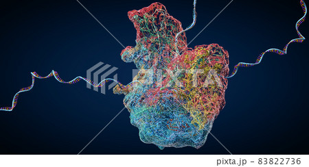 Ribosome as part of an biological cell constructing messenger rna molecule - 3d illustration 83822736