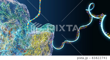 Ribosome as part of an biological cell constructing messenger rna molecule - 3d illustration 83822741