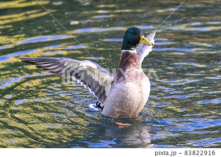 Mallard Duck flying over the lake in autumn 83822916