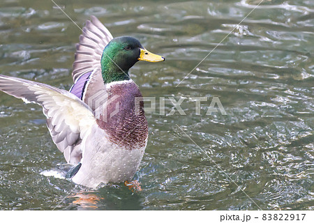 Mallard Duck flying over the lake in autumn 83822917