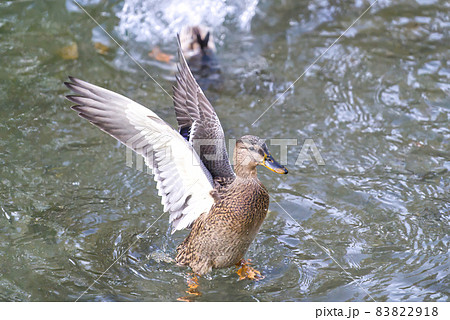 Mallard Duck flying over the lake in autumn 83822918