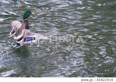 Mallard Duck flying over the lake in autumn 83822919