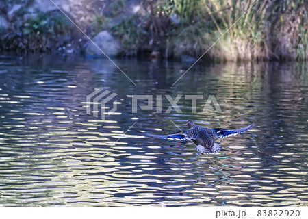 Mallard Duck flying over the lake in autumn 83822920