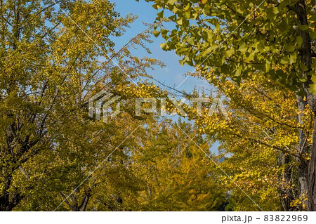 イチョウ並木 イチョウ並木 83822969