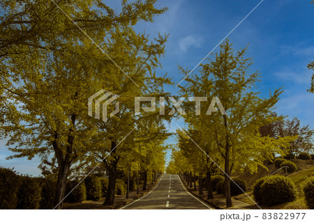 イチョウ並木 83822977