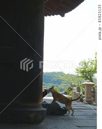広島県尾道市　猫に餌を食べさせる人 83823135