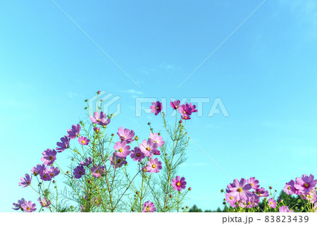 青空とピンクの秋桜 83823439