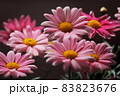 室内の満開のピンク色のマーガレット 83823676