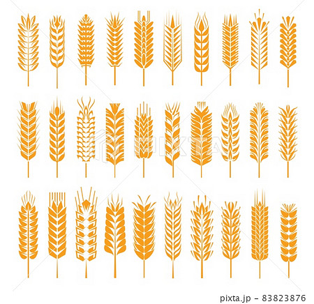 Wheat, rye, barley, rice, millet cereal ear or spike icons. Vector natural plant yellow stalks, grains for flour and baking bread, isolated spikelet set for bakery symbol or harvest emblem Wheat, rye, barley, rice, millet cereal ear or spike icons. Vector natural plant yellow stalks, grains for flour and baking bread, isolated spikelet set for bakery symbol or harvest emblem 83823876