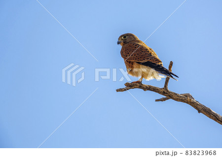 South African Kestrel in Kgalagadi transfrontier park, South Africa 83823968