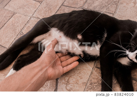 A man's hand touches the stomach of a black pregnant cat lying on the floor A man's hand touches the stomach of a black pregnant cat lying on the floor 83824010