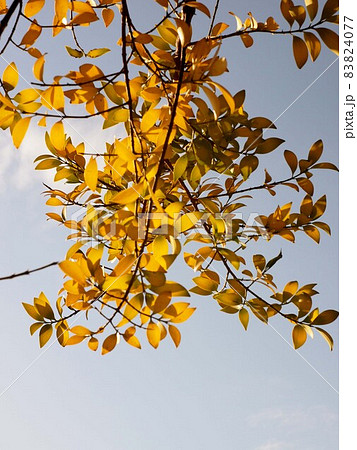 秋の日差しを浴びたナギの枝（日の光に透ける梛の葉） 83824077