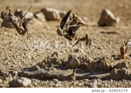 Namaqua sandgrouse in Kgalagadi transfrontier park, South Africa Namaqua sandgrouse in Kgalagadi transfrontier park, South Africa 83824174