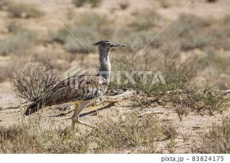 Kori bustard in Kgalagadi transfrontier park, South Africa Kori bustard in Kgalagadi transfrontier park, South Africa 83824175