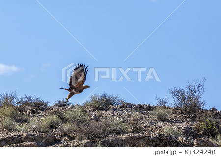 Tawny Eagle in Kgalagadi transfrontier park, South Africa 83824240