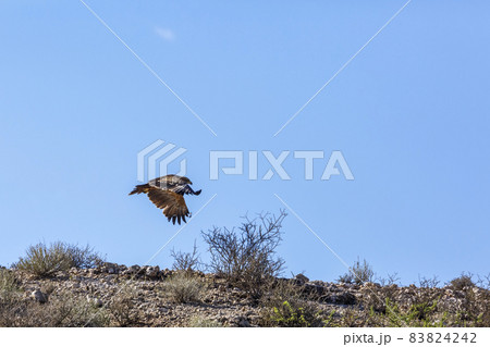 Tawny Eagle in Kgalagadi transfrontier park, South Africa 83824242