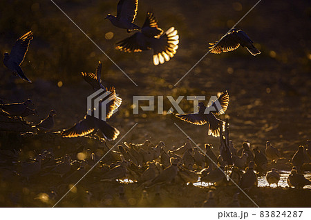 Ring-necked Dove in Kgalagadi transfrontier park, South Africa 83824287