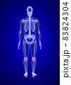 Joint pain. Blue Human Anatomy Body and Skeleton 3D Scan render on blue background from back view 83824304