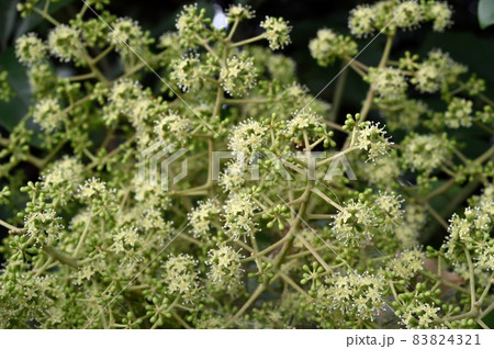 フカノキの花 83824321