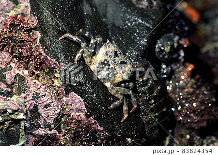 ヒライソガニのバラエティー　ヒライソガニ 83824354