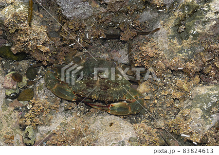 イシガニ  潮に取り残されたカニ 83824613