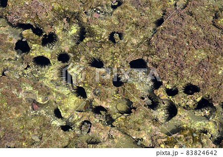 ウニ　ムラサキウニ　ムラサキウニの群生 83824642