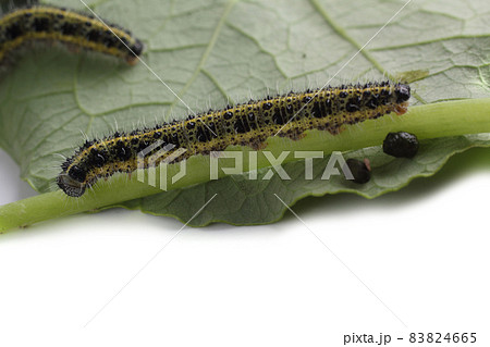 Caterpillars on green nasturtium leaf Caterpillars on green nasturtium leaf 83824665