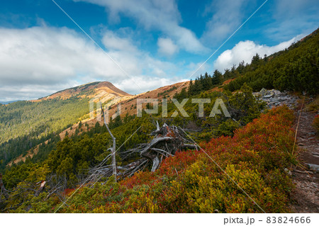 autumn landscape in mountains. peak in dappled light in the distance. colorful slopes and meadows on the hillside. wonderful cloudscape on a blue sky above the ridge autumn landscape in mountains. peak in dappled light in the distance. colorful slopes and meadows on the hillside. wonderful cloudscape on a blue sky above the ridge 83824666