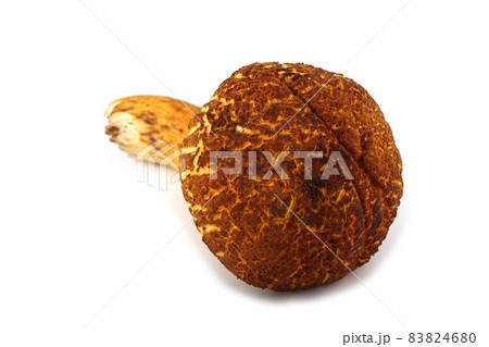 Rugiboletus extremiorientalis mushroom. Far eastern bolete 83824680