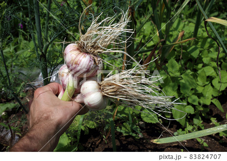Hand holding garlic. Farm background 83824707