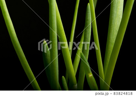 Green onion on a black background Green onion on a black background 83824818